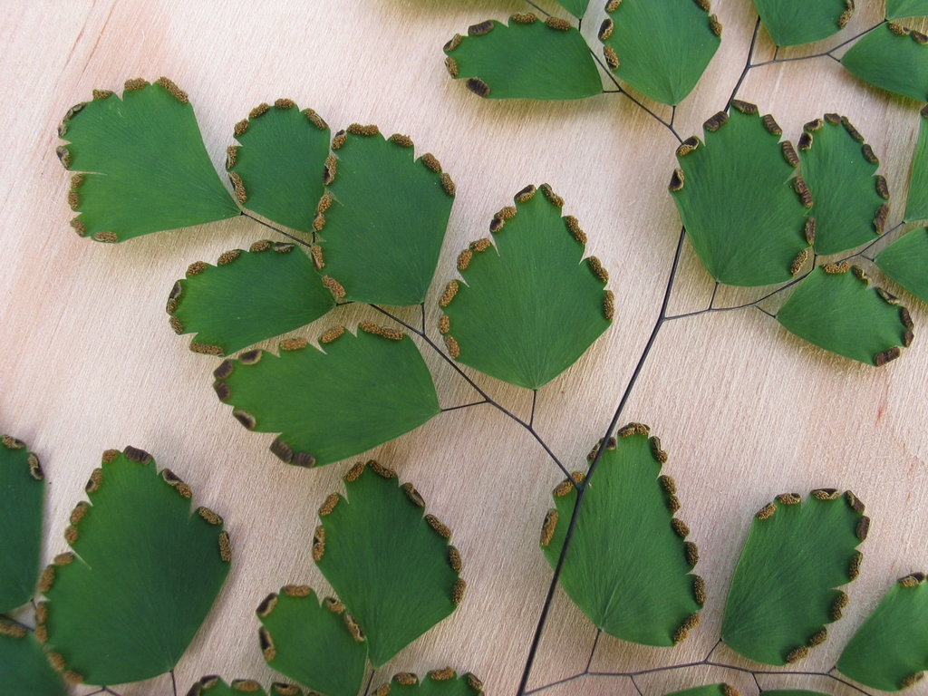 Leaf detail