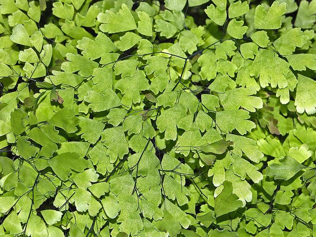 Green leaves on stems