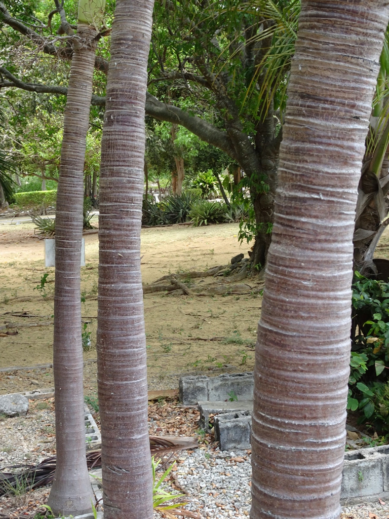 Bark