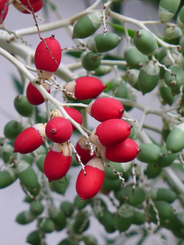 Adonidia merrillii fruits ripen from green to bright red.