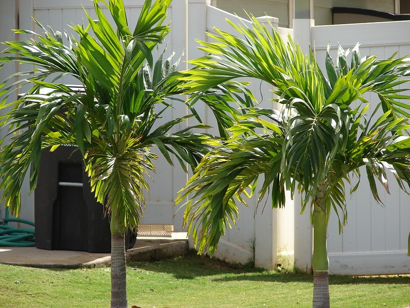 Group of solitary palm with recurved & arching pinnate leaves.