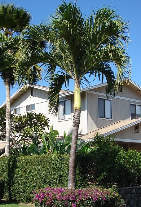 Solitary palm with recurved & arching pinnate leaves.
