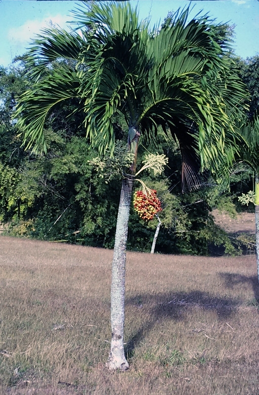 Solitary palm with recurved & arching pinnate leaves.
