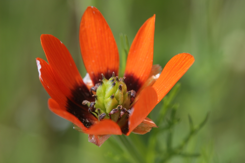 Adonis aestivalis flower close up