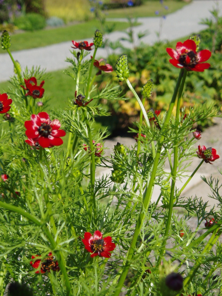Adonis aestivalis form