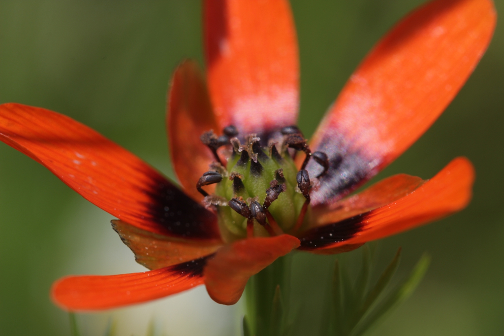 Adonis aestivalis flower