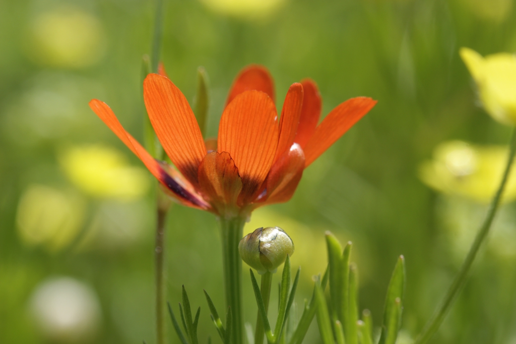 Adonis aestivalis buds and outside of flower