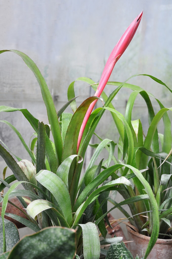 A. bromeliifolia Form in a pot