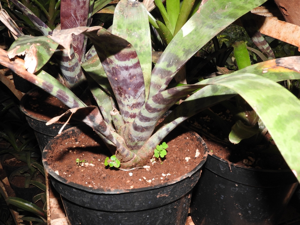 Form in a pot with variegated ;eaves