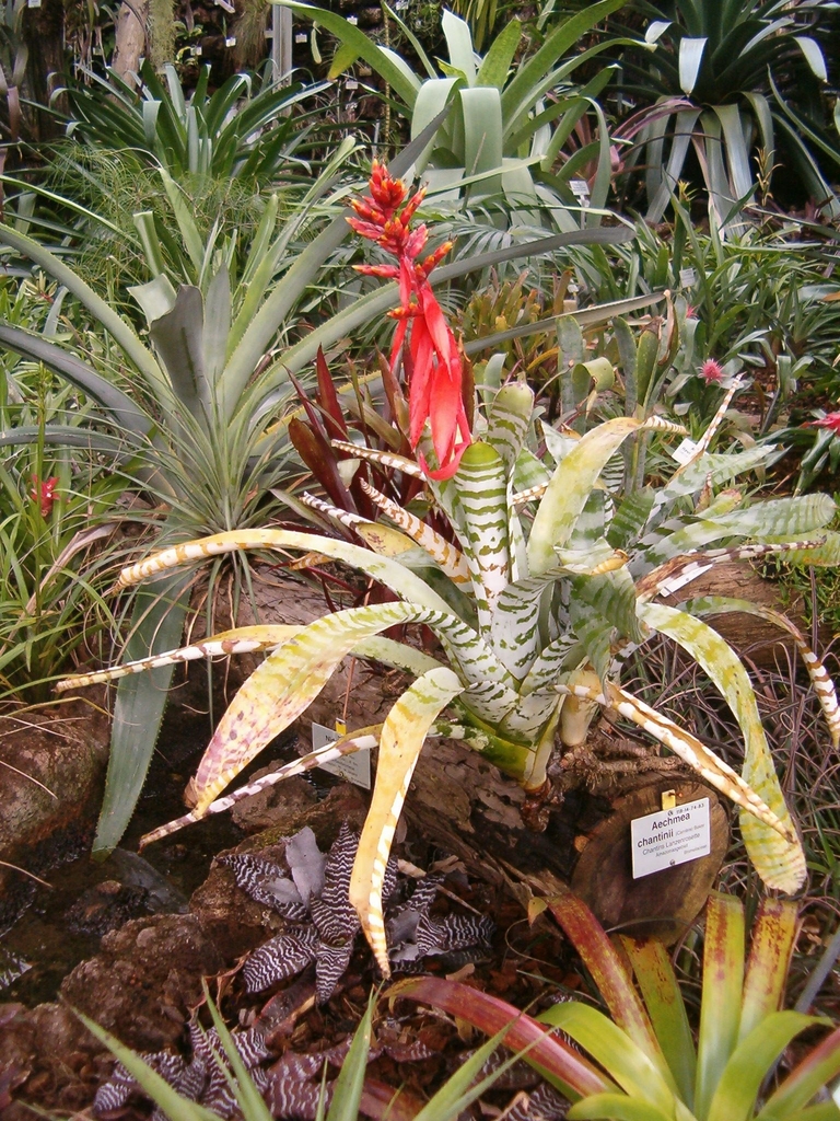 Form in a pot with a reddish bloom