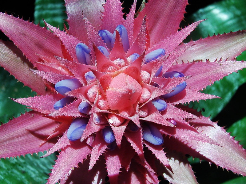 Pink, cone-like inflorescence & blue flower buds