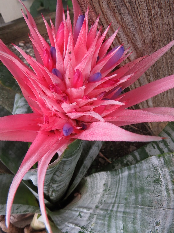 Silver-banded foliage and a cone-like pink inflorescence.