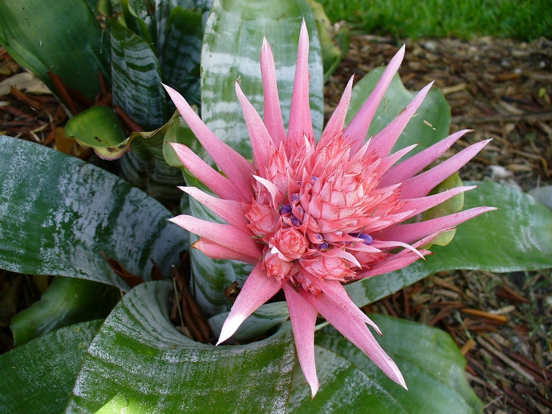 Silver-banded foliage and a cone-like pink inflorescence.