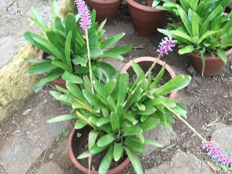 A. gamosepala growing in pots