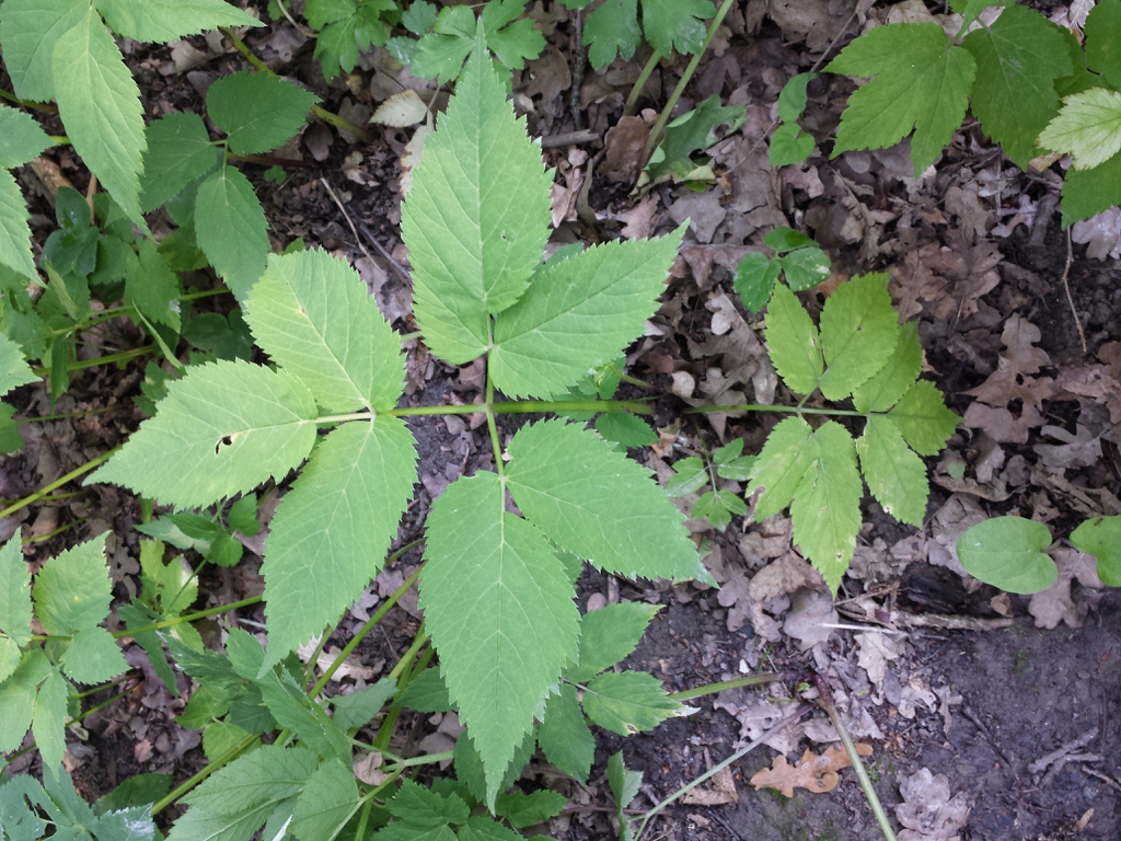Leaves
