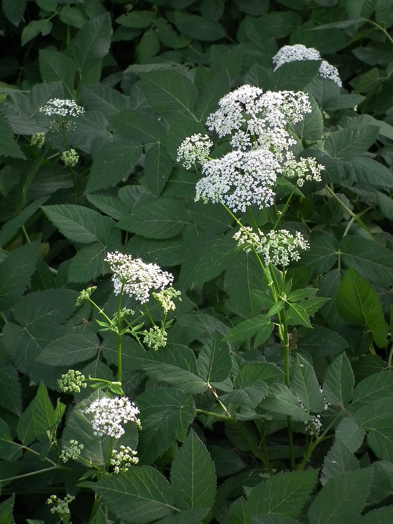 Plants in flower