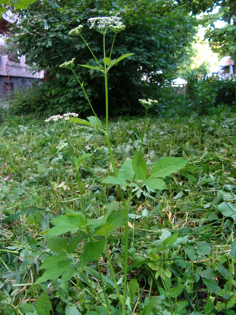 Plants