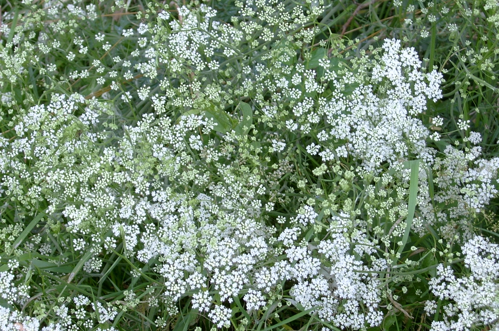 Foliage