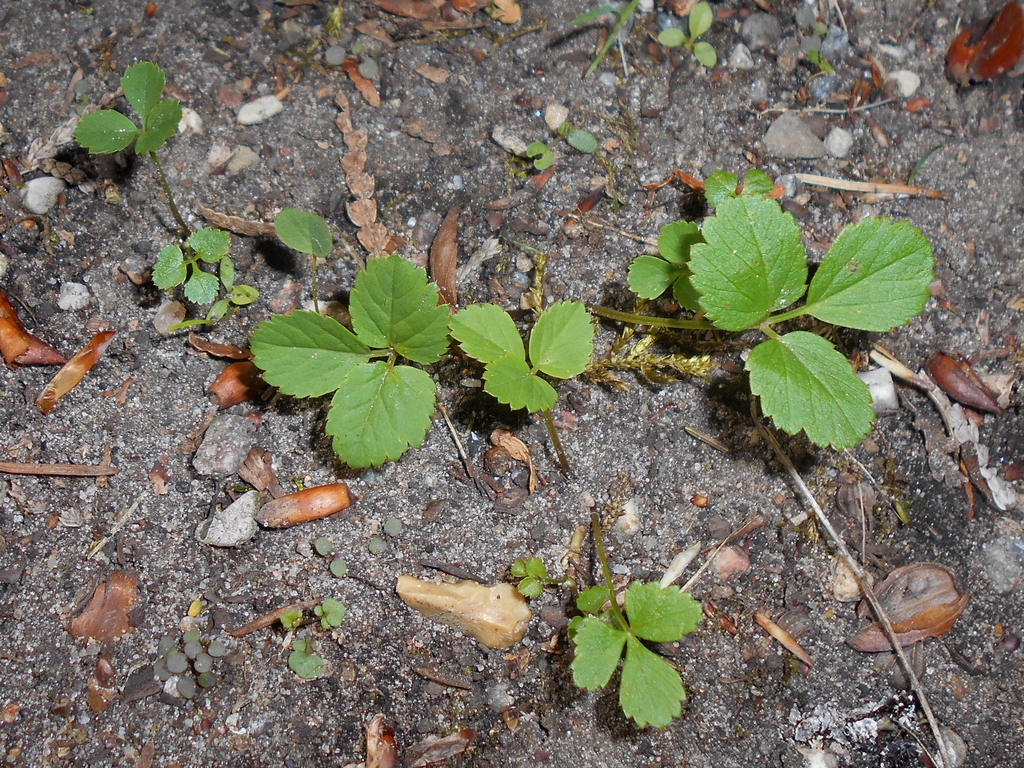 Young plants