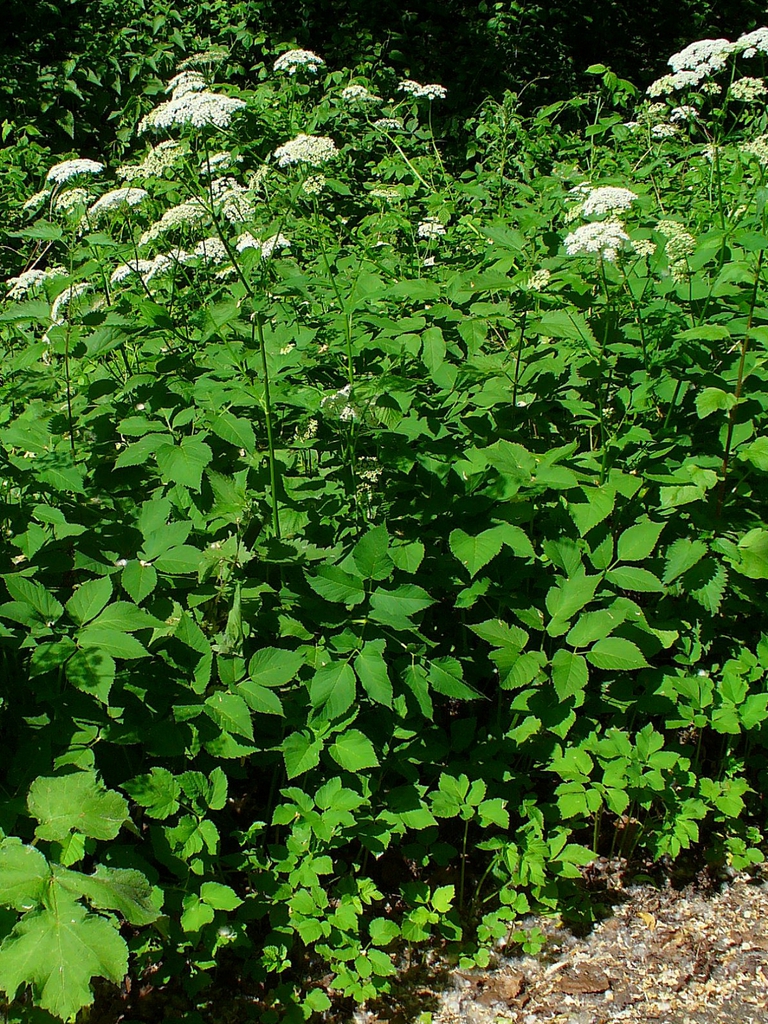 Plants