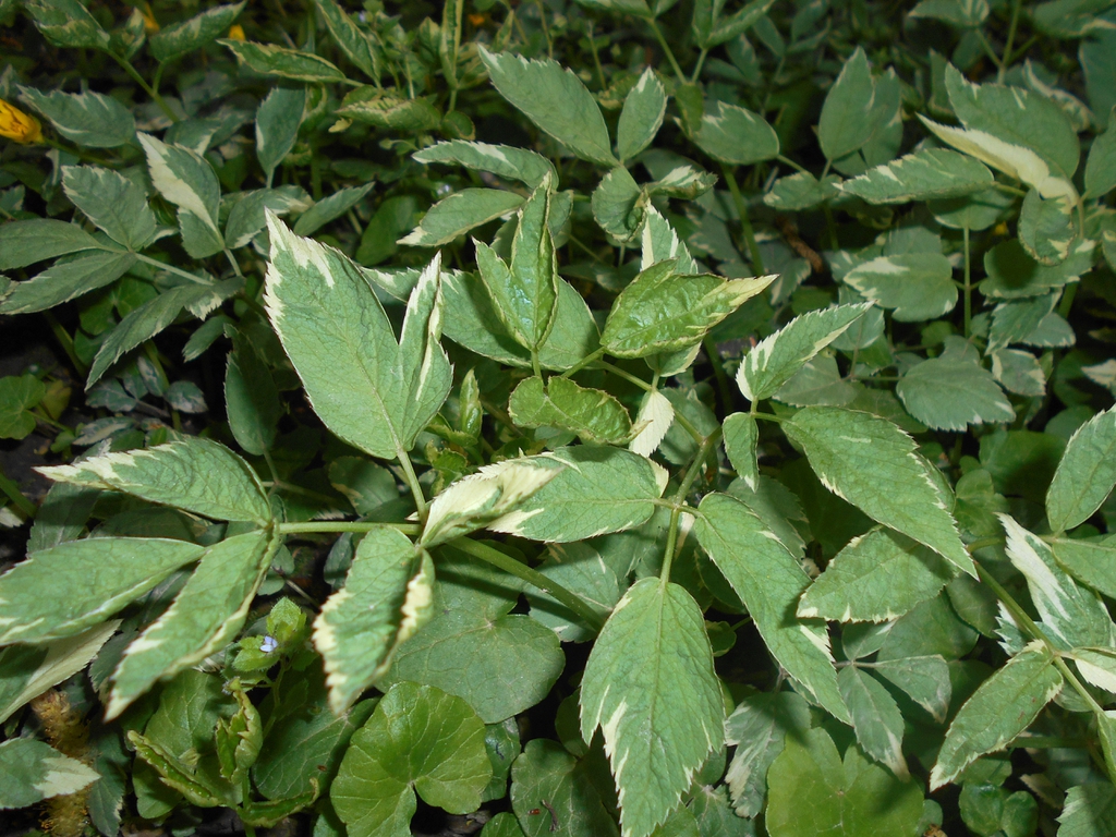 Varigate foliage