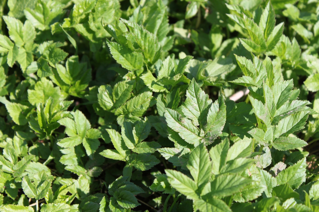 Foliage