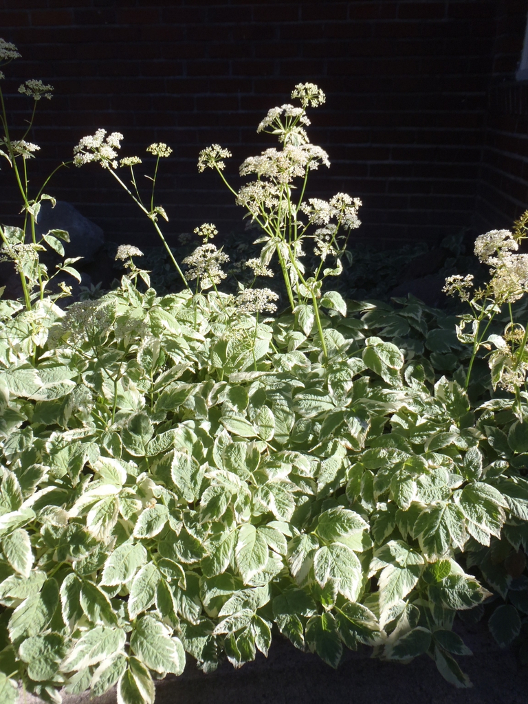 Aegopodium podograria