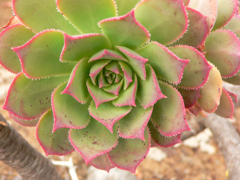 Form