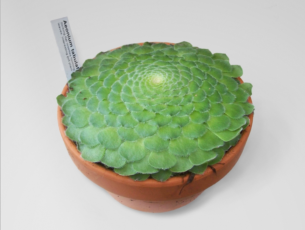 A. tabuliforme- form in a pot