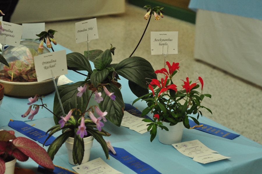 Growing in a pot with red flowers