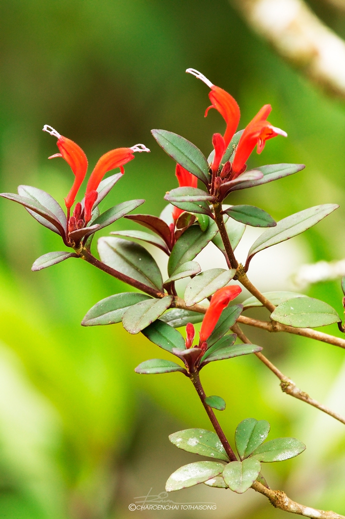 Blooms and leaves