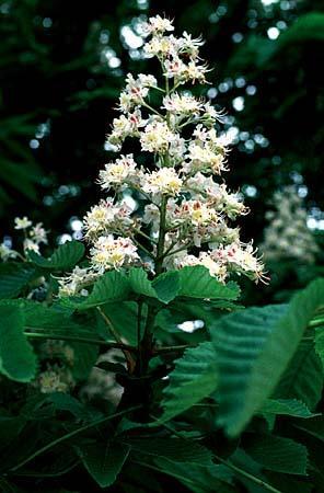 Aesculus hippocastanum flowers, multiple