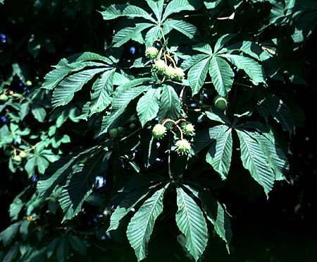 Aesculus hippocastanum leaves
