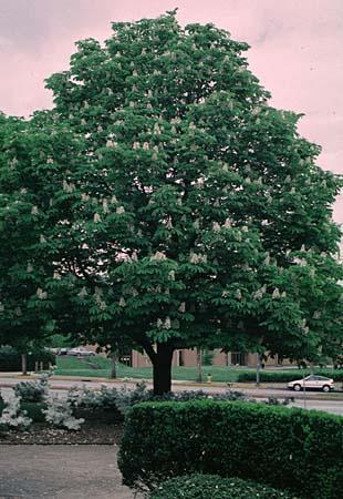 Aesculus hippocastanum full
