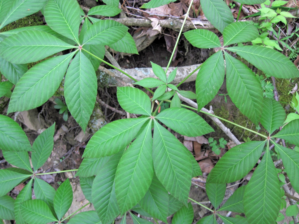 Palmately compound leaves.