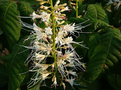 Aesculus parviflora