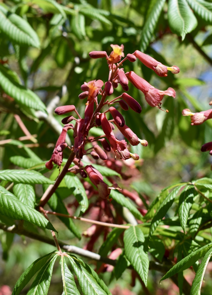 Flower & Leaf - Spring - Wake Co., NC