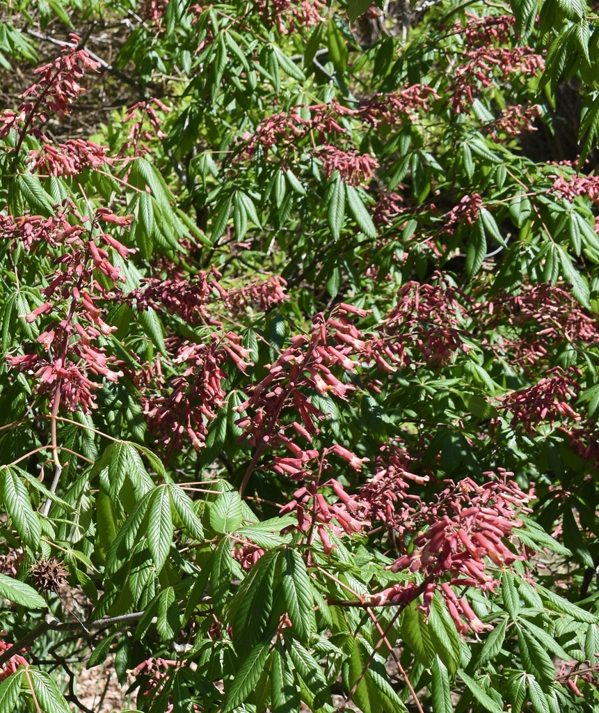 Flowers - Spring - Wake Co., NC