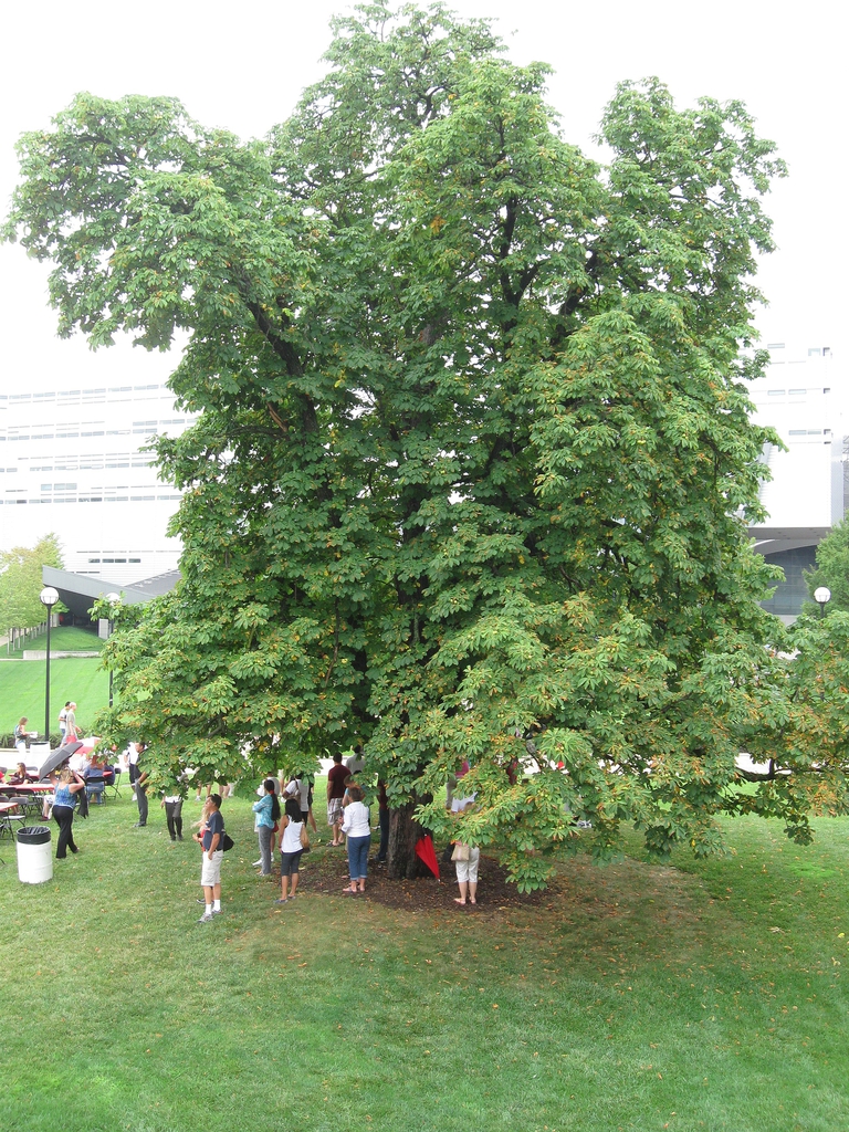 Aesculus glabra form.