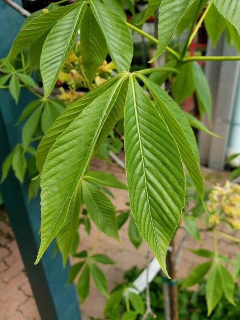 Leaves
