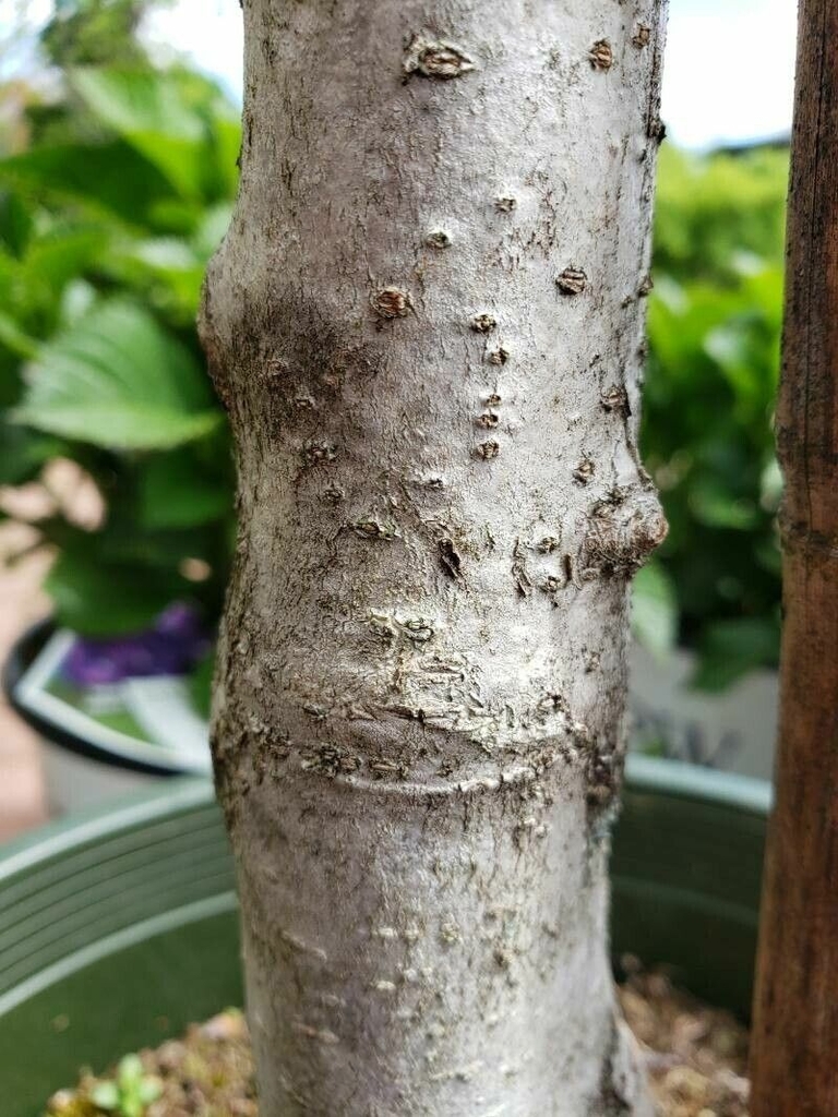 Bark