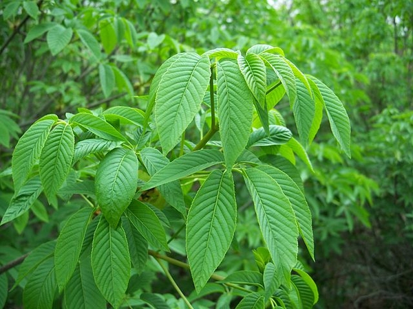 Aesculus californica