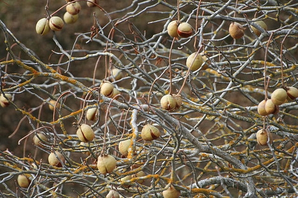 Aesculus californica