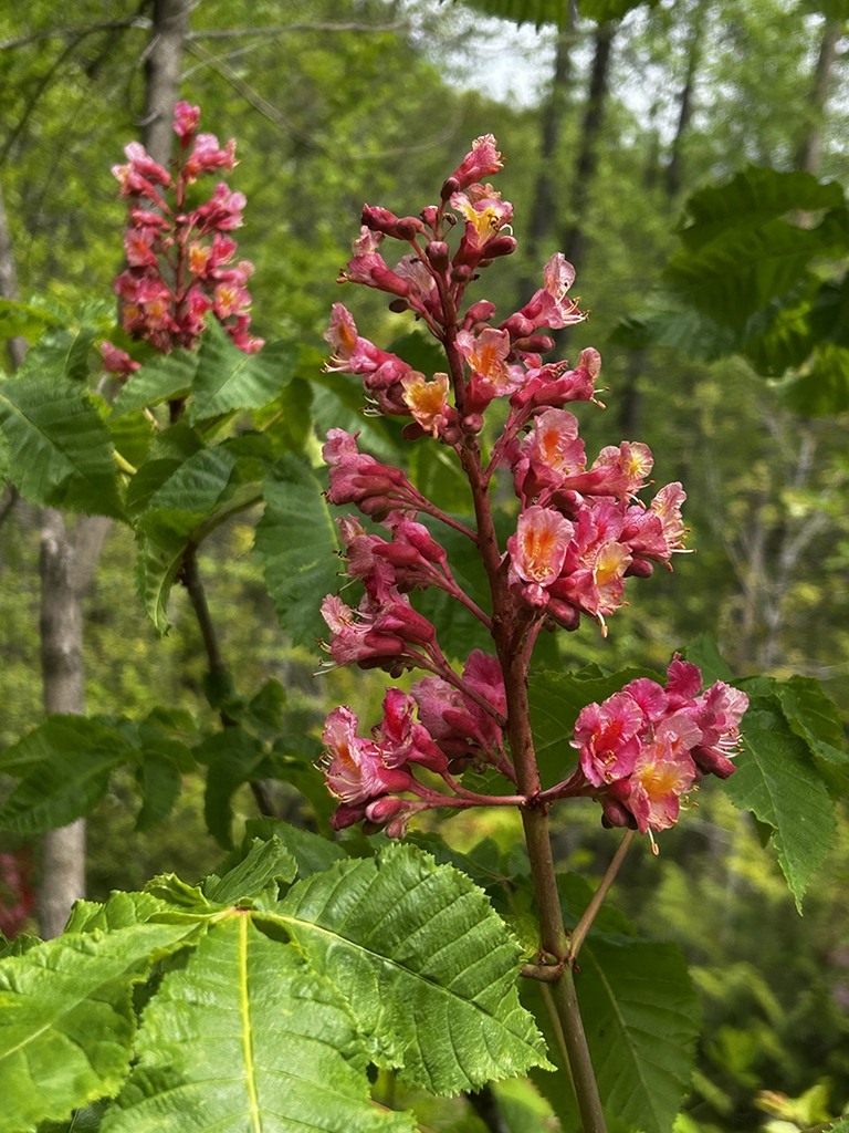 Panicle of showy red flowers & palmately compound leaves.