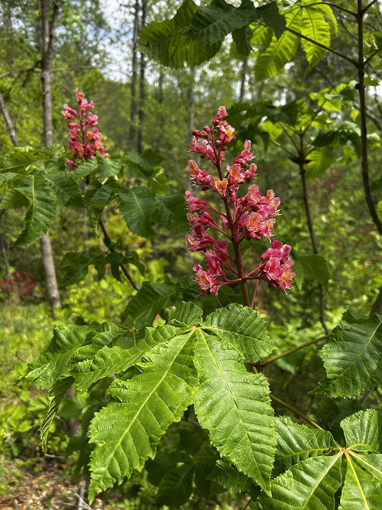 Panicle of showy red flowers & palmately compound leaves.