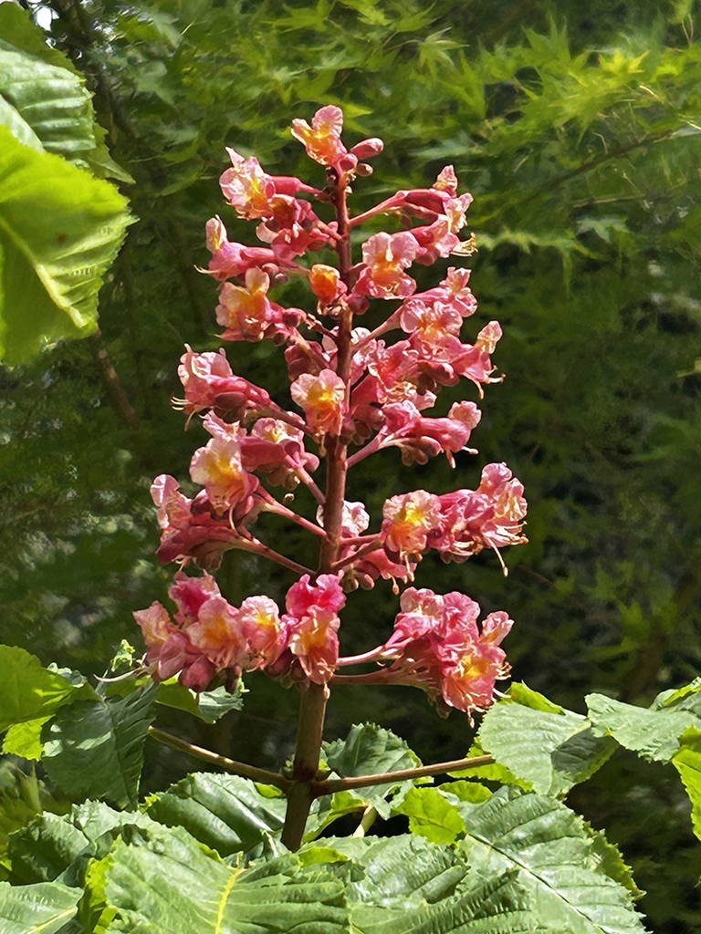 Panicle of showy red flowers & palmately compound leaves.