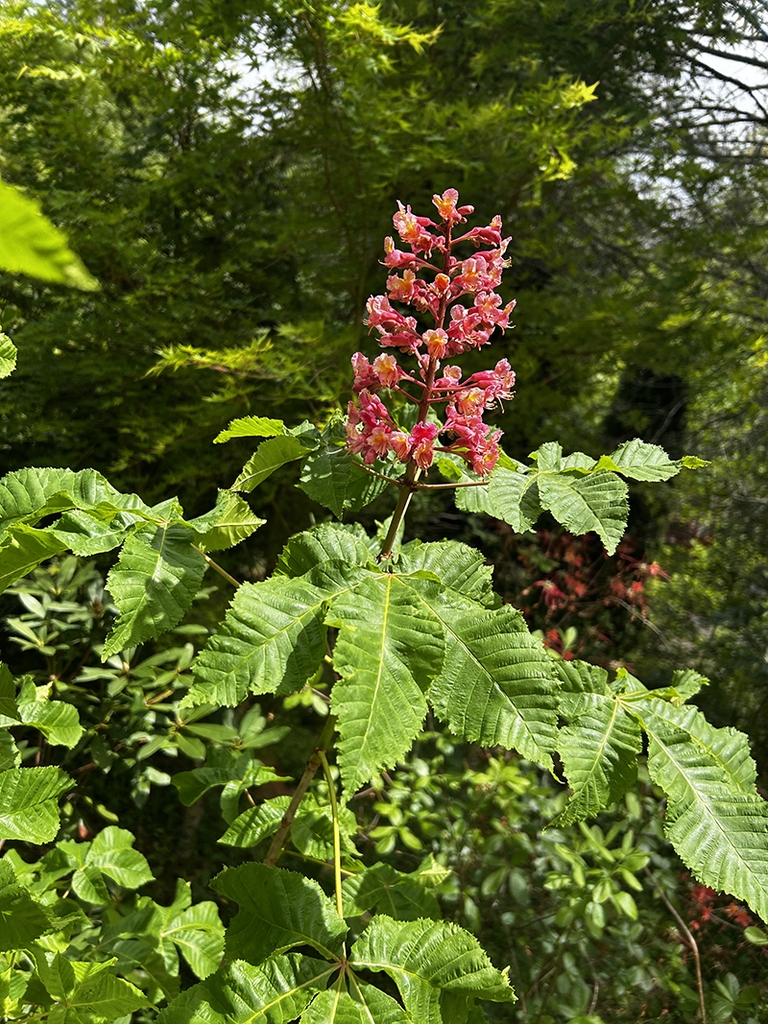 Panicle of showy red flowers & palmately compound leaves.