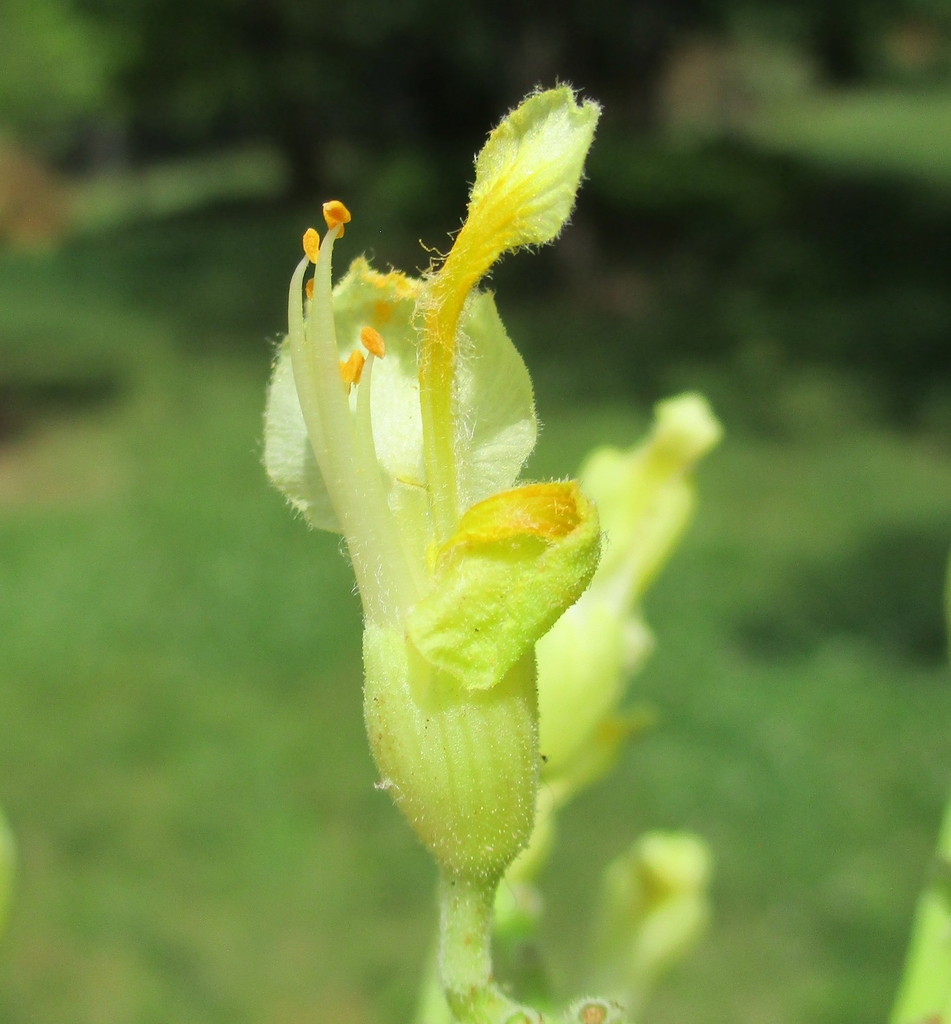 Functionally staminate flowers are found in this genus and occur