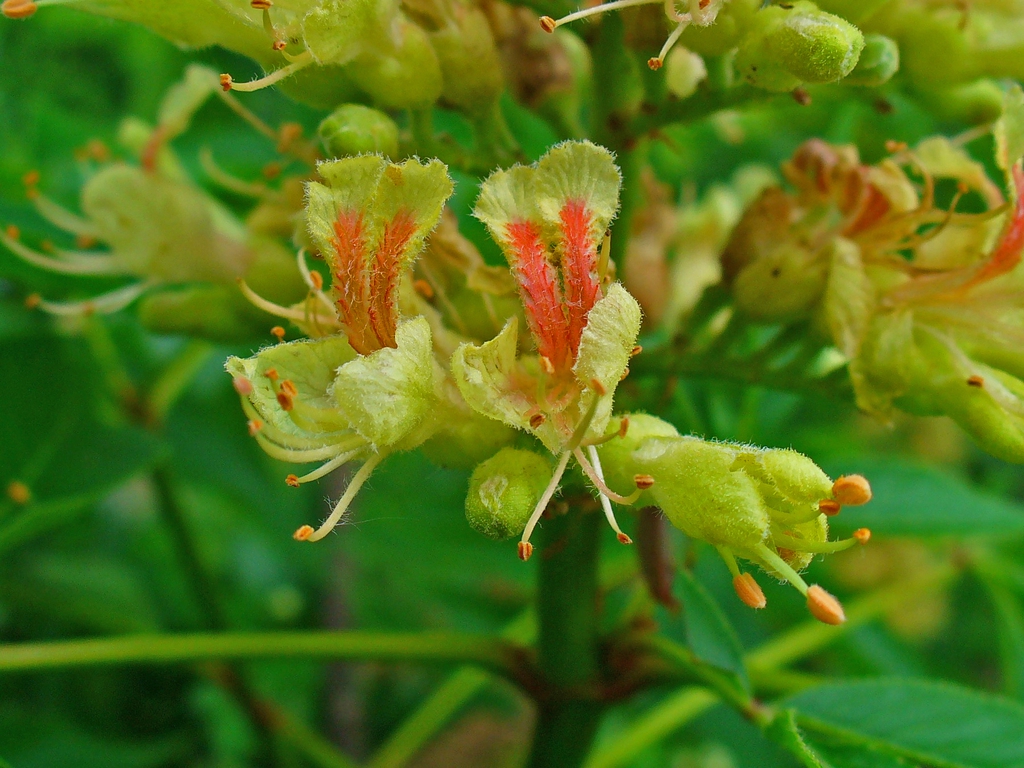Close up of flowers.