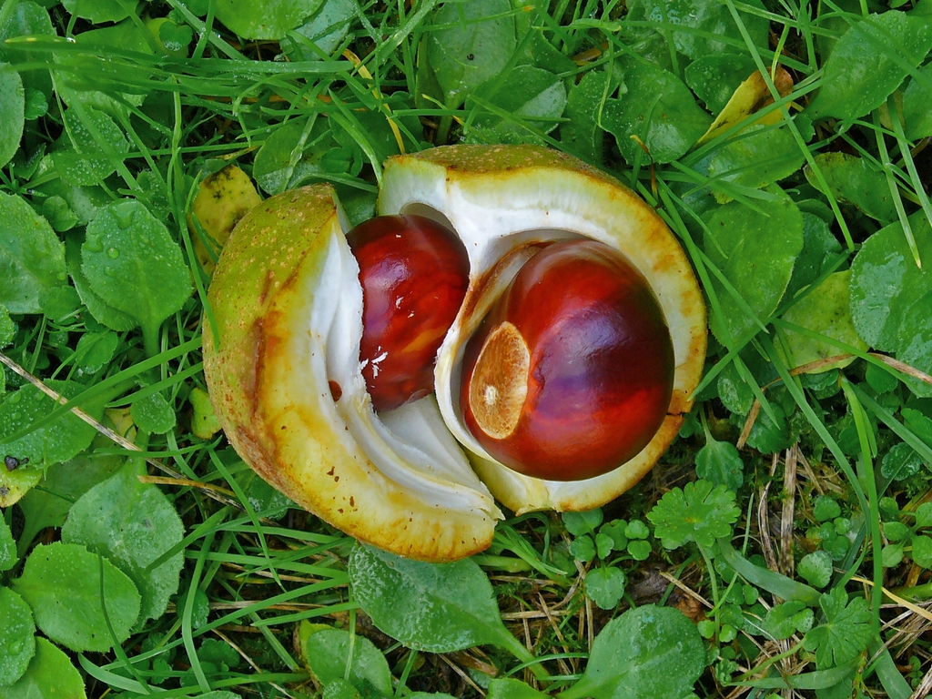 Fruit open with 2 nuts inside.